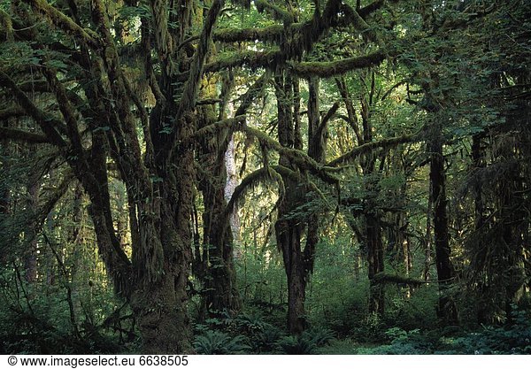 Vereinigte Staaten von Amerika USA bedecken Baum Olympic Nationalpark Hain Ahorn Moos dicht
