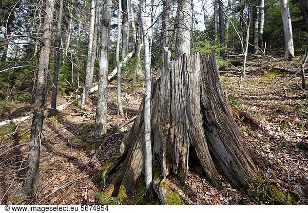 Vereinigte Staaten von Amerika USA Berg Baum weiß Bach Baumstumpf Entwässerung Hampshire neu alt