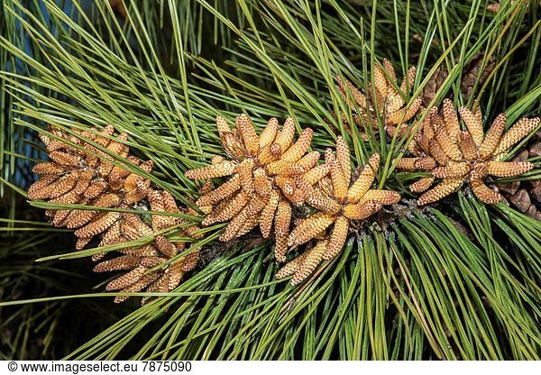 Vereinigte Staaten von Amerika USA Blume Kiefer Pinus sylvestris Kiefern Föhren Pinie Gewitterwolke