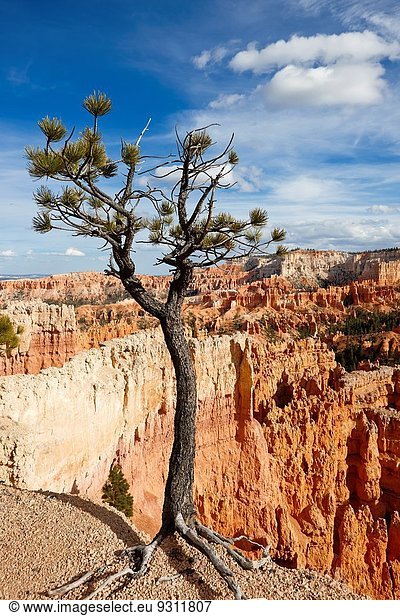 Vereinigte Staaten von Amerika USA Bryce Canyon Nationalpark Utah