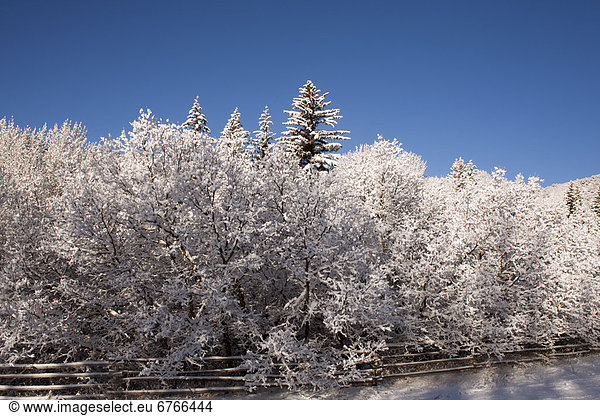 Vereinigte Staaten von Amerika USA Colorado Winterlandschaft