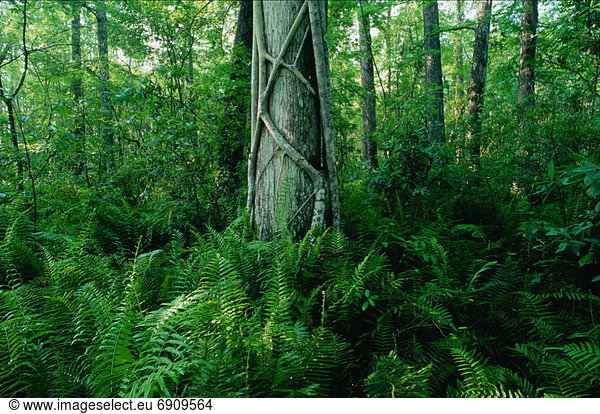 Vereinigte Staaten von Amerika  USA  Corkscrew Swamp Sanctuary