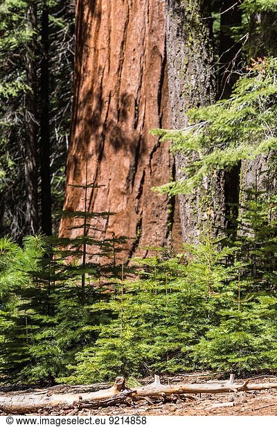 Vereinigte Staaten von Amerika USA Detail Details Ausschnitt Ausschnitte Baum Baumstamm Stamm Sequoia Kalifornien Hain