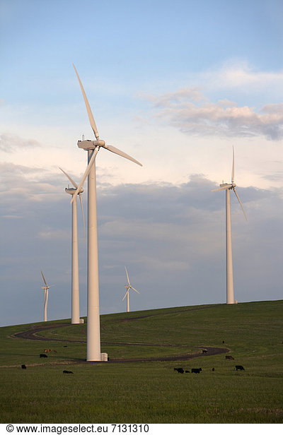 Vereinigte Staaten von Amerika USA Erneuerbare Energie Alternative Energie Alternativenergie Hochformat Energie energiegeladen Landschaft Amerika Lebensmittel Wind sauber grün Landwirtschaft Bauernhof Hof Höfe Windenergie Weizen Windmühle Oregon Stärke
