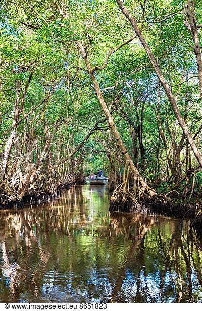 Vereinigte Staaten von Amerika  USA  Everglades Nationalpark  Florida  Mangrove