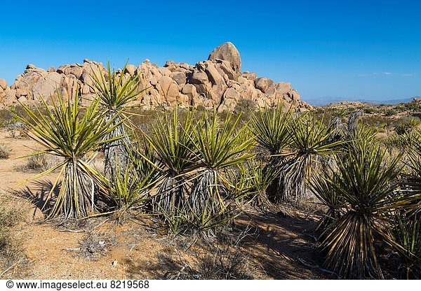 Vereinigte Staaten von Amerika  USA  Felsbrocken  Baum  Palme  Joshua Tree  Yucca brevifolia  Kalifornien