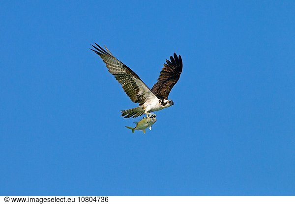 Vereinigte Staaten von Amerika USA Fischadler Pandion haliaetus Fisch Pisces tragen Strand fliegen fliegt fliegend Flug Flüge Küste Festung Florida März