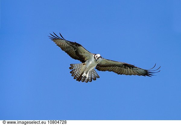 Vereinigte Staaten von Amerika USA Fischadler Pandion haliaetus Strand fliegen fliegt fliegend Flug Flüge Küste Festung Florida März
