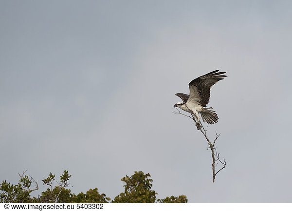 Vereinigte Staaten von Amerika USA Fischadler Pandion haliaetus tragen Everglades Nationalpark Florida Holzstock Stock