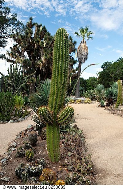 Vereinigte Staaten von Amerika  USA  Garten  Arizona  Ansicht  Kaktus  Kalifornien