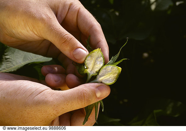 Vereinigte Staaten von Amerika USA Glasfaser Rat schneiden grün Kleinkindalter Kleinkind Landwirtschaft Nutzpflanze Close-up Wolle Samen Hälfte Mississippi