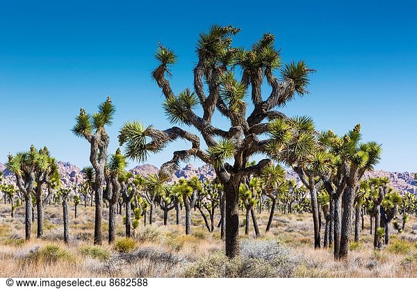 Vereinigte Staaten von Amerika  USA  Große Gruppe von Gegenständen  viele  Baum  Joshua Tree  Yucca brevifolia  Yucca rostrata  Kalifornien