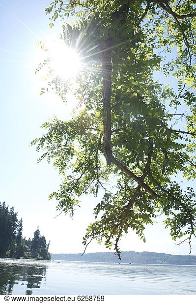 Vereinigte Staaten von Amerika USA Hafen Baum Hintergrund Insel Ast Nordamerika Obstgarten Geräusch glänzen Sonne Washington State