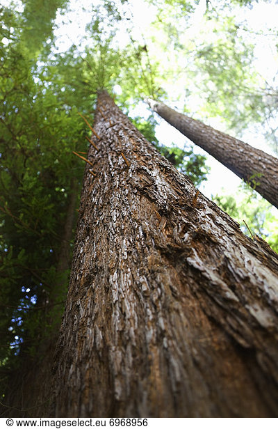 Vereinigte Staaten von Amerika USA hoch oben sehen Baum Küste Sequoia Kalifornien