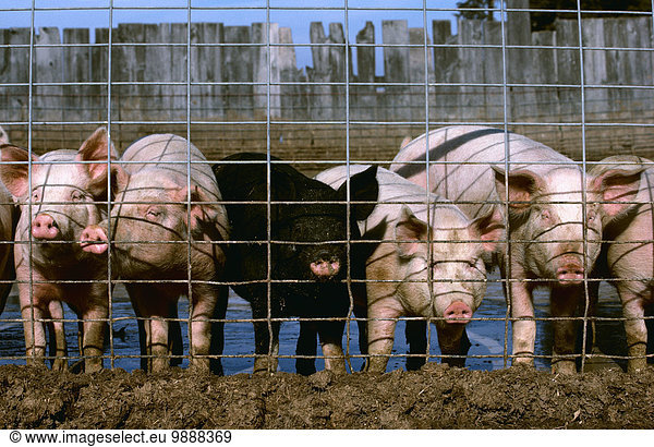 Vereinigte Staaten von Amerika USA hoch oben Zaun Menschenreihe Schwein vieh Minnesota