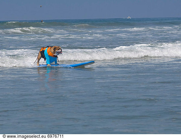 Vereinigte Staaten von Amerika USA Hund Brandung Wellenreiten surfen
