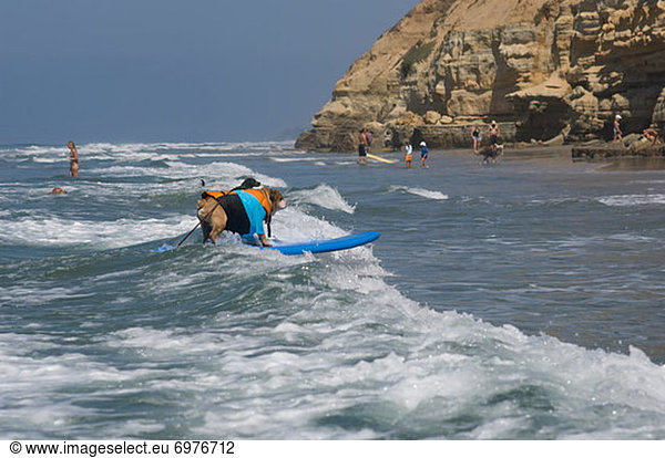 Vereinigte Staaten von Amerika USA Hund Brandung Wellenreiten surfen