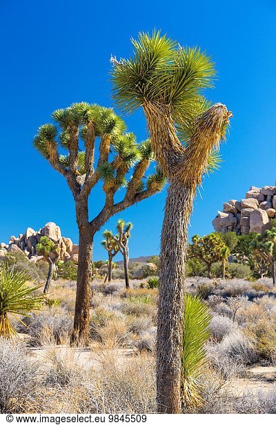 Vereinigte Staaten von Amerika USA Joshua Tree Yucca brevifolia Joshua Tree Nationalpark Kalifornien