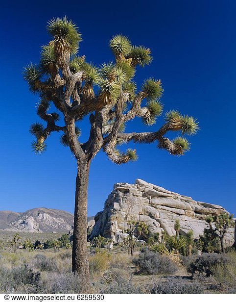Vereinigte Staaten von Amerika  USA  Joshua Tree  Yucca brevifolia  Kalifornien