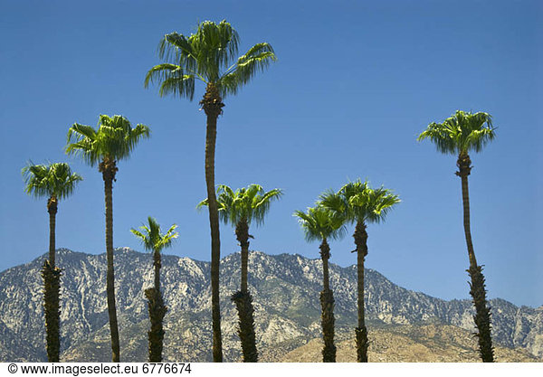 Vereinigte Staaten von Amerika  USA  Kalifornien  Palm Springs