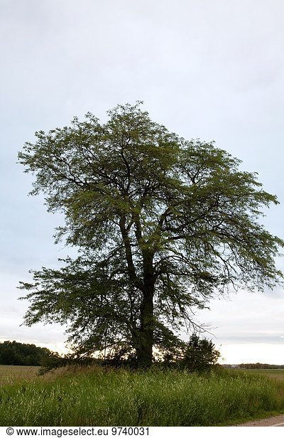 Vereinigte Staaten von Amerika USA Ländliches Motiv ländliche Motive Sommer Baum 1 Berg Freundlichkeit Michigan