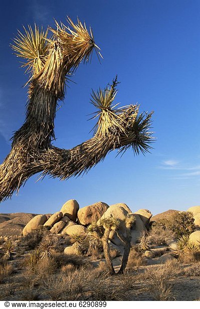 Vereinigte Staaten von Amerika USA Landschaft Nordamerika Joshua Tree Nationalpark Kalifornien
