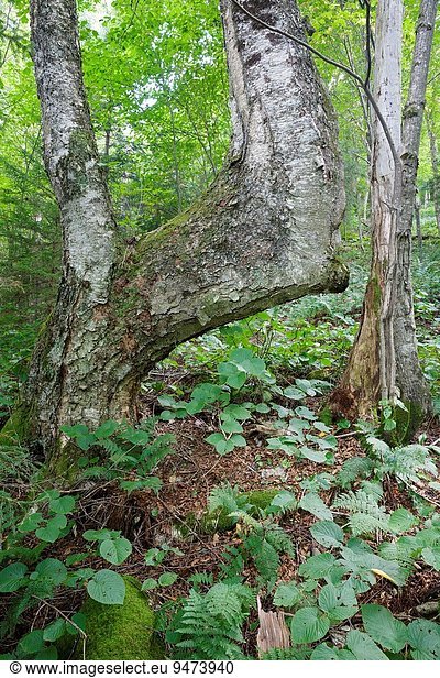 Vereinigte Staaten von Amerika USA Landschaftlich schön landschaftlich reizvoll Berg beugen Sommer Baum gelb weiß Bach Zimmer Birke verbogen Hampshire Lafayette neu