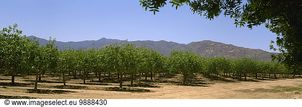 Vereinigte Staaten von Amerika USA Landwirtschaft Wachstum früh Arizona Obstgarten Pistazie Jahreszeit