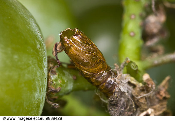 Vereinigte Staaten von Amerika USA leer europäisch Tasche Weintraube Klatsch Parasit Tier Larve Kalifornien Motte Wespe