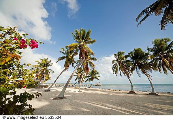 Vereinigte Staaten von Amerika  USA  Marathonlauf  Marathon  Marathons  Baum  Küste  Kokosnuss  Florida  Florida Keys