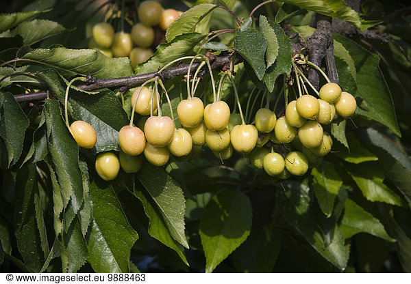 Vereinigte Staaten von Amerika USA nahe Baum Kleinkindalter Kleinkind Landwirtschaft Nutzpflanze Kirsche früh Kalifornien