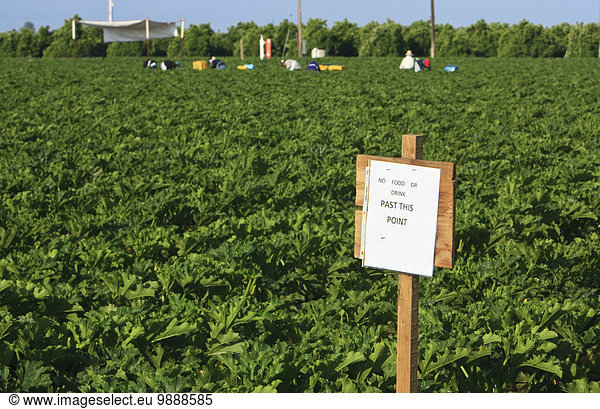 Vereinigte Staaten von Amerika USA nahe Getränk Lebensmittel Sicherheit arbeiten Landwirtschaft ernten Zeichen Hintergrund frontal Nostalgie reifer Erwachsene reife Erwachsene Feld zeigen Zucchini Kalifornien vorlesen Signal