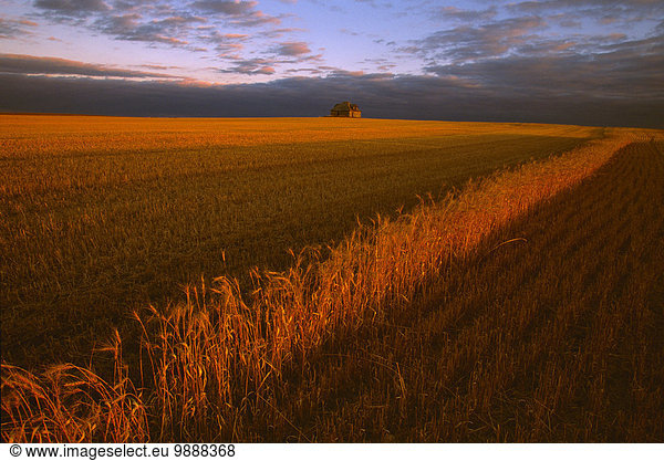 Vereinigte Staaten von Amerika USA nahe Sonnenstrahl Wohnhaus Landwirtschaft ernten Hintergrund Fokus auf den Vordergrund Fokus auf dem Vordergrund verlassen 1 Weizen Weizenfeld North Dakota alt