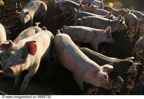 Vereinigte Staaten von Amerika USA nahe Stift Stifte Schreibstift Schreibstifte offen Landwirtschaft Großstadt füttern Schwein Iowa Sioux