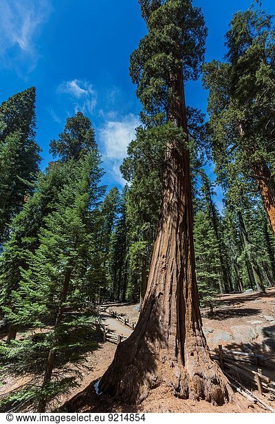 Vereinigte Staaten von Amerika USA Nationalpark Baum groß großes großer große großen Sequoia Kalifornien
