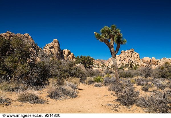 Vereinigte Staaten von Amerika USA Nationalpark Baum Landschaft Wüste Joshua Tree Yucca brevifolia Yucca rostrata Kalifornien
