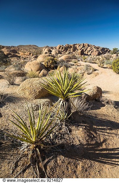 Vereinigte Staaten von Amerika USA Nationalpark Felsbrocken Baum Landschaft Wüste groß großes großer große großen Joshua Tree Yucca brevifolia Kalifornien