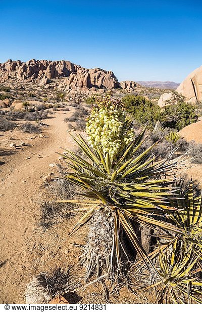 Vereinigte Staaten von Amerika USA Nationalpark Felsbrocken Baum Landschaft Wüste groß großes großer große großen Joshua Tree Yucca brevifolia Kalifornien