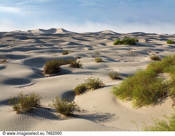 Vereinigte Staaten von Amerika USA Nationalpark heben Baum Kraft Wind Hintergrund Sand verteilen jung Death Valley Nationalpark flach Düne Kalifornien Honig