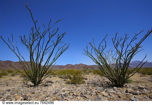 Vereinigte Staaten von Amerika USA Nationalpark Joshua Tree Yucca brevifolia Amerika niemand Wüste blühen Kaktus Kalifornien