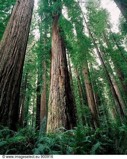 Vereinigte Staaten von Amerika USA Nationalpark Sequoia Kalifornien