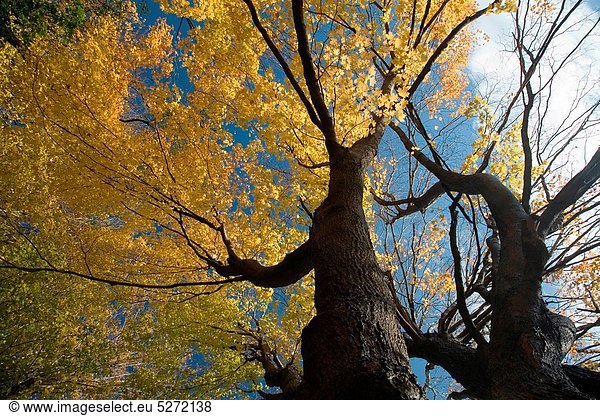 Vereinigte Staaten von Amerika  USA  niedrig  Baum  groß  großes  großer  große  großen  Ansicht  Flachwinkelansicht  Winkel  Connecticut  Ahorn