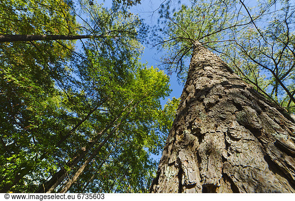 Vereinigte Staaten von Amerika  USA  niedrig  Baum  Wald  Kiefer  Pinus sylvestris  Kiefern  Föhren  Pinie  Ansicht  Flachwinkelansicht  Winkel
