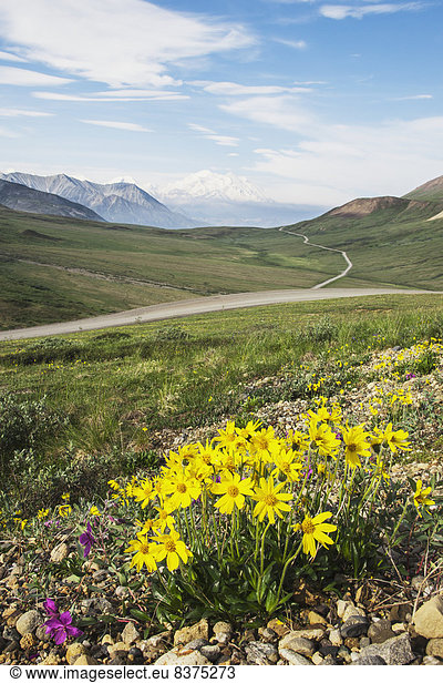 Vereinigte Staaten von Amerika  USA  niedrig  Berg  verstecken  Wolke  Rauch  Hintergrund  Wildblume  Kies  Fokus auf den Vordergrund  Fokus auf dem Vordergrund  Denali Nationalpark  Mount McKinley  Alaska  Bank  Kreditinstitut  Banken