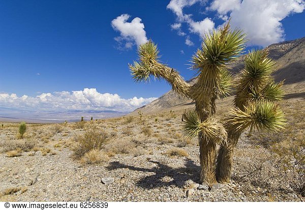 Vereinigte Staaten von Amerika USA Nordamerika Death Valley Nationalpark Kalifornien