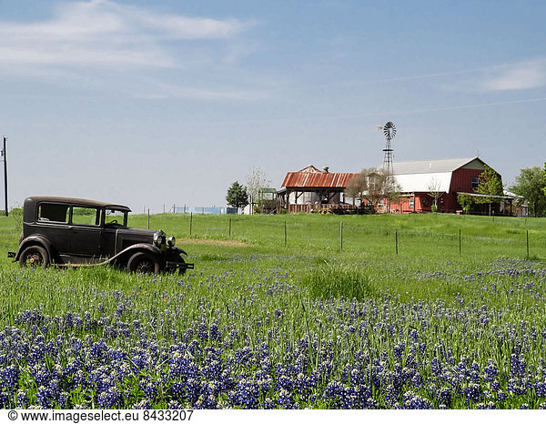Vereinigte Staaten von Amerika  USA  Oldtimer  Feld  Frühling  Texas