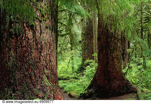 Vereinigte Staaten von Amerika  USA  Olympic Nationalpark  Gemäßigter Regenwald  Washington State
