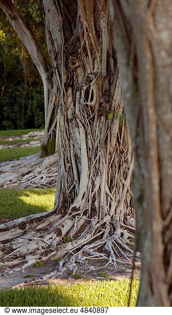 Vereinigte Staaten von Amerika  USA  sehen  Baum  Reihe  Baumstamm  Stamm  Florida  Linie