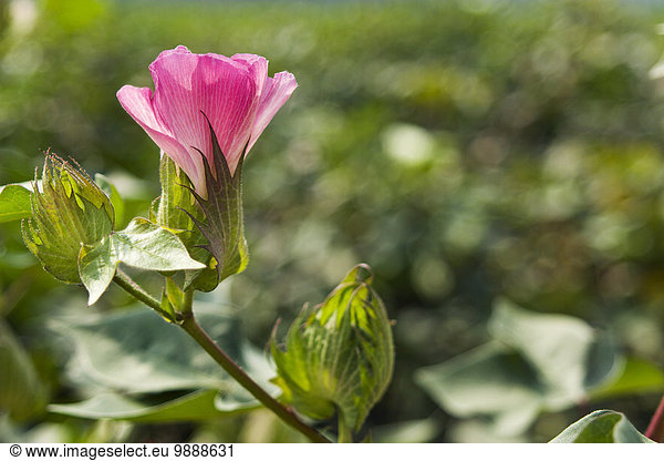 Vereinigte Staaten von Amerika USA Sommer Landwirtschaft Blüte Quadrat Quadrate quadratisch quadratisches quadratischer Close-up Mittelpunkt rot Wolle Mississippi
