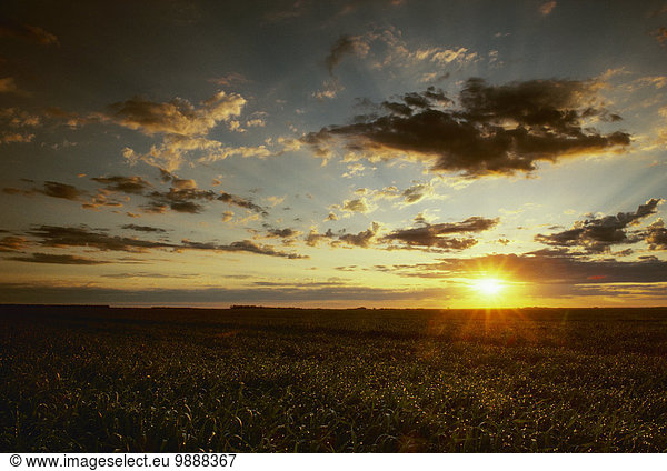 Vereinigte Staaten von Amerika USA Sonnenuntergang über spät grün Landwirtschaft Nutzpflanze Wachstum Nostalgie Mittelpunkt Weizen North Dakota